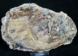 Richly Colored Petrified Wood Slab #8463-1